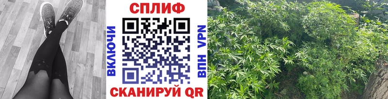 Каннабис сатива  Купить где  Северобайкальск 